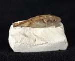 Stachel eines Tylocidaris baltica (SCHL�TER 1892) - Bild &copy; FossNet FossilienStore